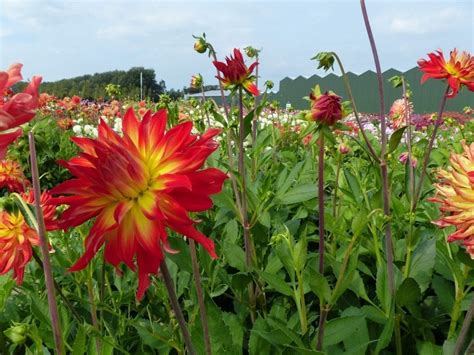 Visiting locations Holland Dahlia Event 2022 announced | Holland Dahlia ...