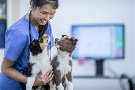 Covetrus expands NVA partnership - Veterinary Practice News