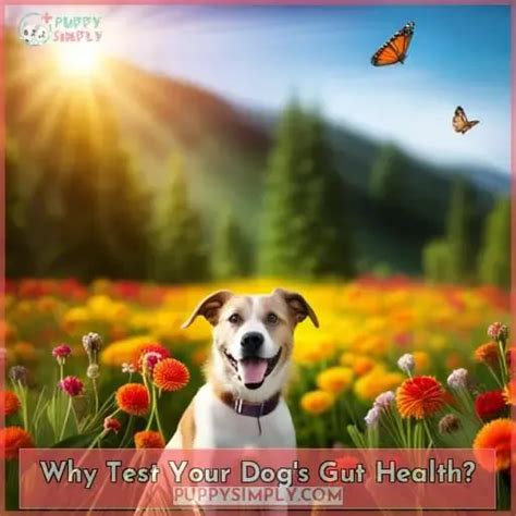 Check Your Dog's Microbiome for Health Issues with AnimalBiome's Gut Test Kit