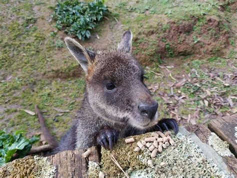 Phillip Island Wildlife Park - Animal Zoo Opening Hours & Ticket Prices