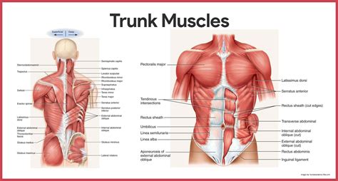 Muscular System Anatomy and Physiology | Human body anatomy, Abdominal ...