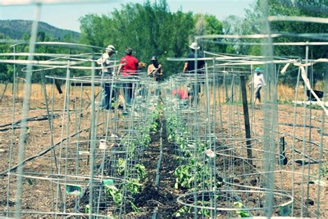 Best Home Depot Tomato Cages to Support Your Plants - Jardin HQ