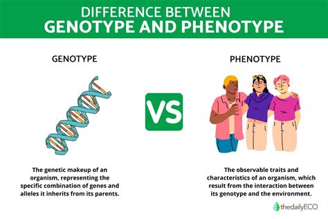 6 Differences Between Genotype and Phenotype - Summary and Examples