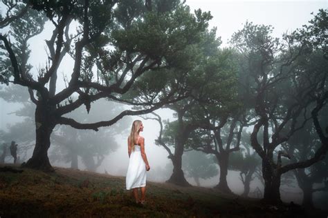 Ultimate Guide To Fanal Forest, Madeira: UNESCO World Heritage Site