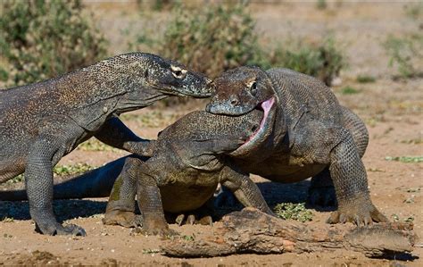 Top 8 Komodo Dragon Facts Before You See It - Wandernesia