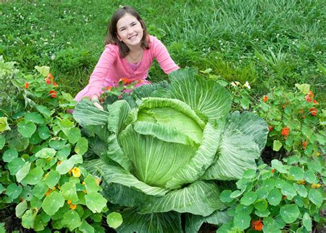 Harvesting Your Cabbage – Bonnie Plants Cabbage Program