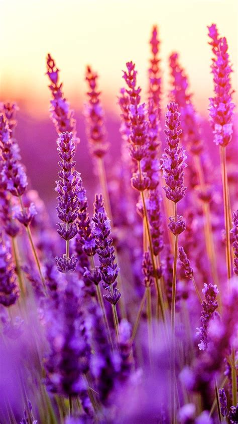 Lavender Flowers Aesthetic Ideas – Mdqahtani