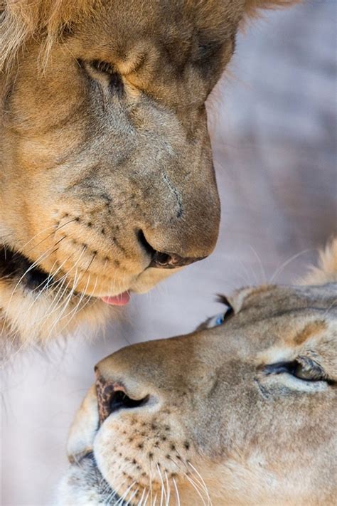 Lion Lioness Love - 640x960 Wallpaper - teahub.io