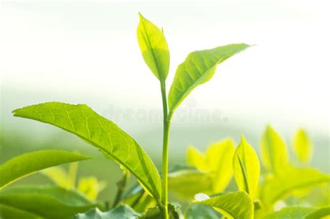 Tea Leaves Stock Photo - Image: 11925440