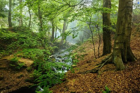 Peak District National Park, forest, Fog, trees, stream, County Derbyshire, England, viewes ...