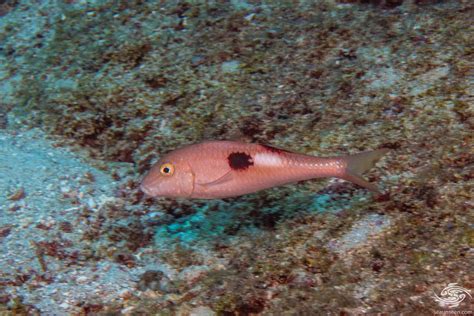 Sidespot Goatfish- Facts and Photographs | Seaunseen