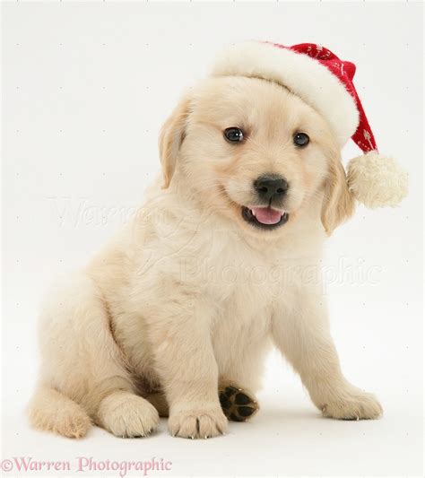 Dog: Golden Retriever pup wearing a Santa hat photo WP12797