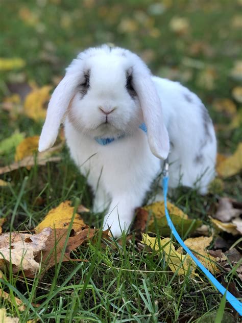 Baby holland lop | Mini lop, Cute baby bunnies, Cute wild animals