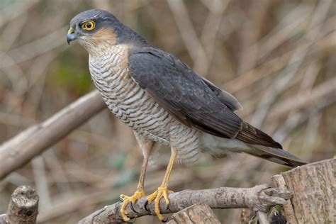 Male Sparrowhawk "Accipiter nisus" | Sparrowhawk, Birds of prey, Bird photo