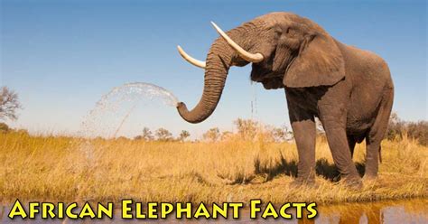 African Elephant Facts, Information Pictures & Video