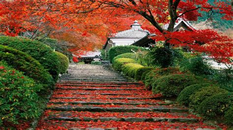 Fondos de pantalla : Japón, paisaje, otoño, hojas, naturaleza, césped ...