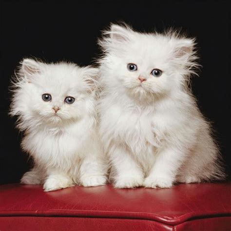 Baby cat angora | Cute cats and kittens, Kittens cutest, Angora cats