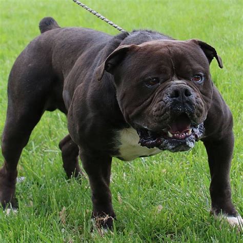 Black Olde English Bulldogge | Olde english bulldogge, Old english bulldog