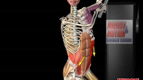 External Oblique Anatomy and Movement - YouTube