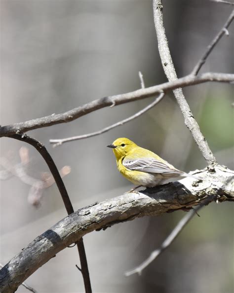 Pining for Warblers | Natural Crooks Ramblings