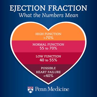 Ejection Fraction: What the Numbers Mean - Penn Medicine