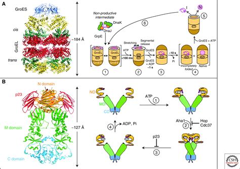 Protein Folding in the Cytoplasm and the Heat Shock Response