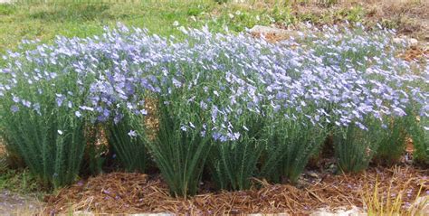 Linum lewisii Prairie Flax Native Blue Flax Seed & Plants