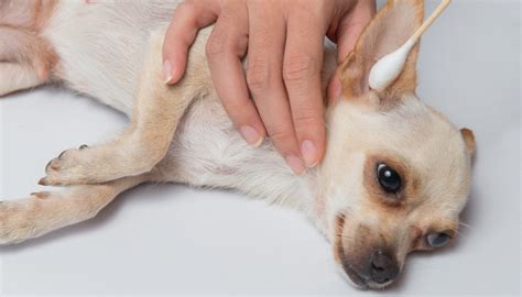 Ear Mites in Dogs: Symptoms, Natural Treatments and Prevention