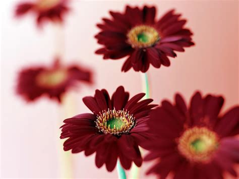 Pink Daisy Wallpapers - Wallpaper Cave