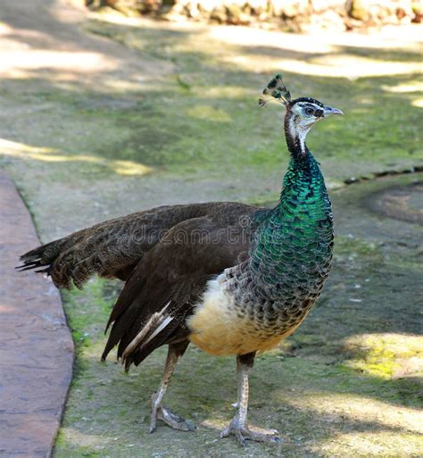 Indian Female Peacock Feathers Stock Images - Download 251 Royalty Free Photos