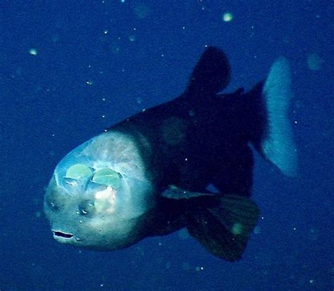 20 Facts about Barreleye fish to know What this Creature is - Mysterious Monsters