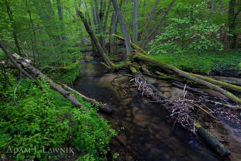 Drawa National Park, Poland photos