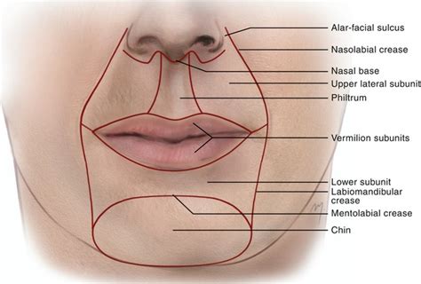 Lips and Chin | Plastic Surgery Key