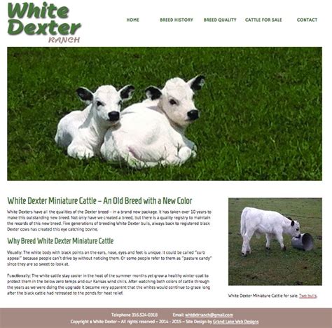 White miniature Dexter cattle and AI... Mini Cows, Mini Farm, Zebu Cow, Dexter Cattle, Miniature ...