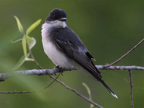 Popular Backyard Birds of Indiana (With Pictures) - Birdwatching Tips