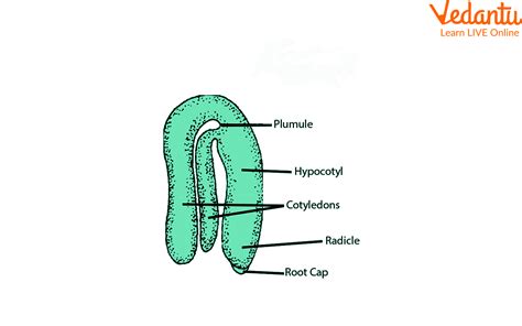 Dicot Embryo | Learn Important Terms and Concepts