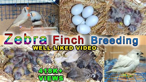 Zebra Finch Breeding | Eggs laying to eggs hatching full breed - YouTube