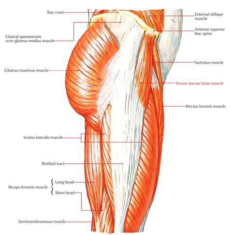 Tensor Fasciae Latae – Earth's Lab