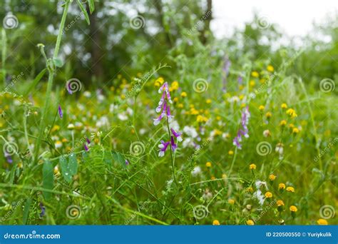 Green Forest Glade with Flowers Stock Photo - Image of blossom ...