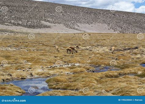 Vicugnas (Vicugna vicugna) stock photo. Image of mammal - 19522044