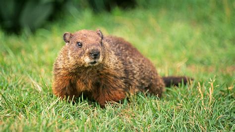 Professional Groundhog Removal in Toronto, ON | SOS Wildlife Control