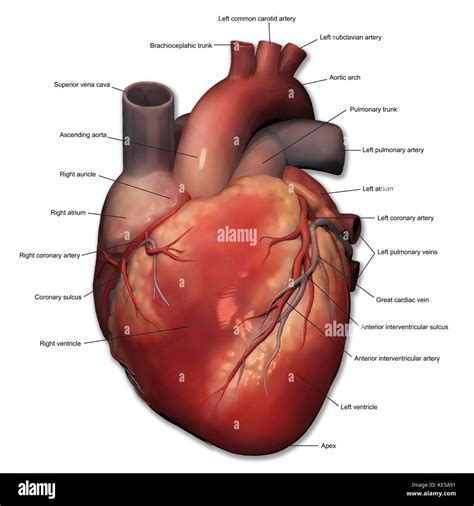 Anterior view of human heart anatomy with annotations Stock Photo - Alamy