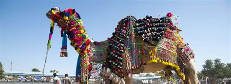 Nagaur Cattle Fair 2020- Enjoy the grand revelry of Rajasthan