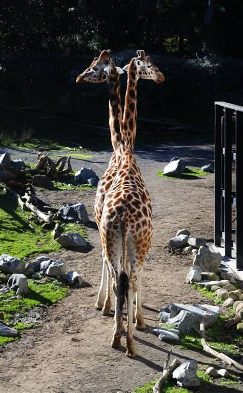 the bizarre two-headed giraffe... :P | Animal photo, Oddities, Wildlife