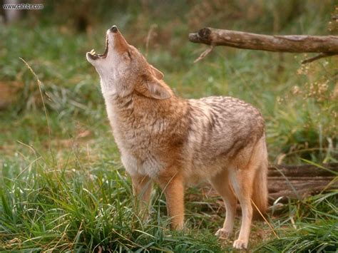 Coyote | Wildlife Info-Photos | The Wildlife