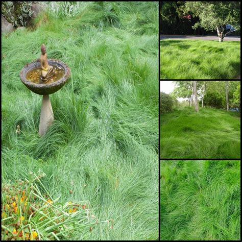 Lawn grass seeds Soft and Natural Lawn Grass 2000+ Seeds Packet : Amazon.in: Garden & Outdoors