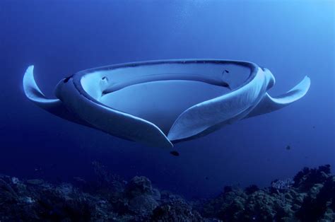 Giant Manta Ray | Largest of its Kind - Our Breathing Planet