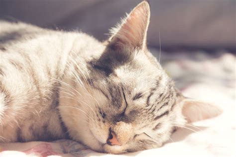 Sleeping Cat in the Warm Sunlight, Vintage Style Stock Image - Image of ...