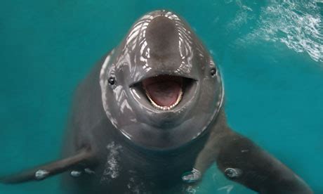 Yangtze finless porpoise: China's national treasure disappearing fast ...