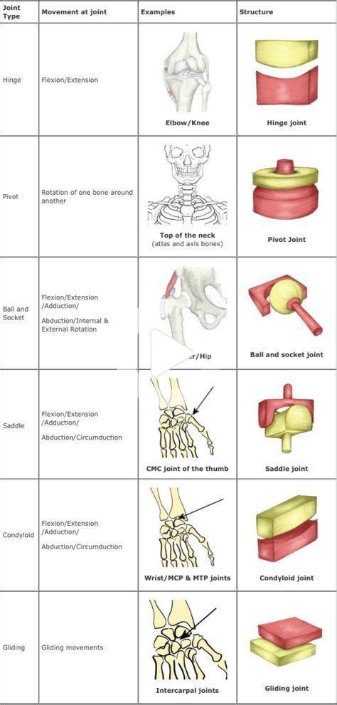 joints. - Infogram, charts & infographics | Basic anatomy and physiology, Joints anatomy, Human ...